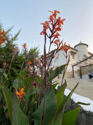 boutique hotels in Axarquía