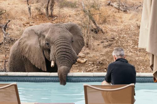 boutique hotels in Balule Game Reserve