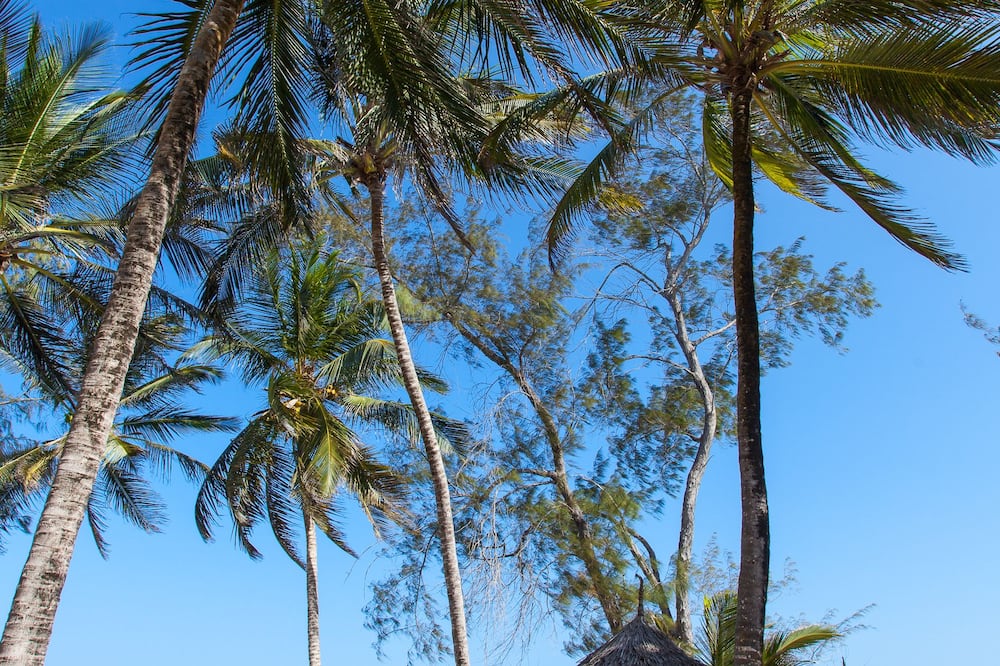 boutique hotels in Watamu